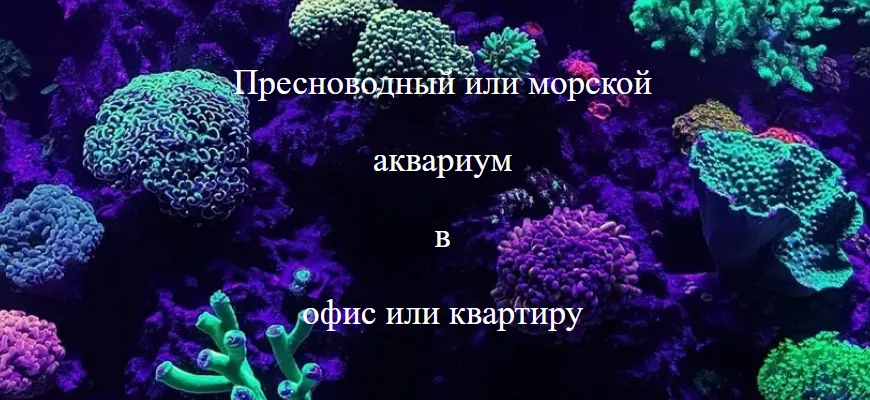 Вывод нового сайта по аквариумистике в ТОП Яндекса за две недели